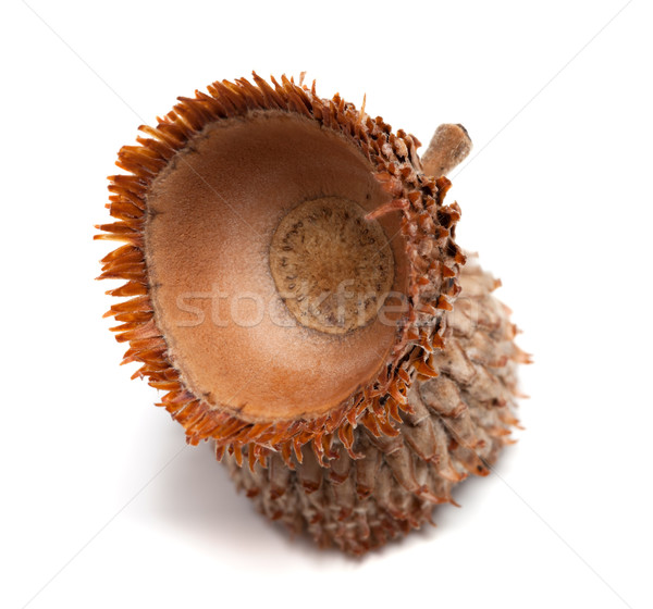 Empty acorn hat isolated on white background Stock photo © BSANI