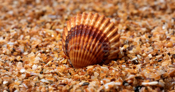 Seashell on sand Stock photo © BSANI
