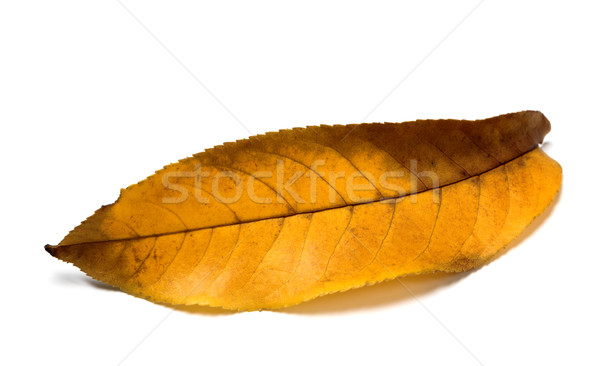 Yellow autumn walnut leaf Stock photo © BSANI