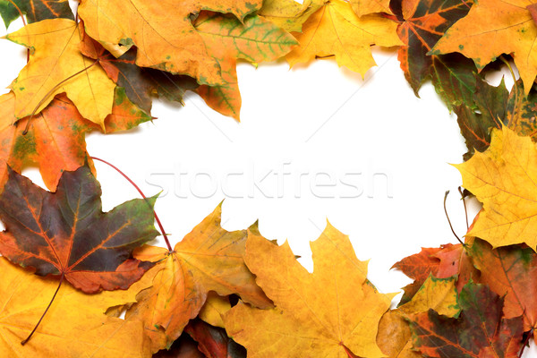 Autumn multicolor maple leafs Stock photo © BSANI