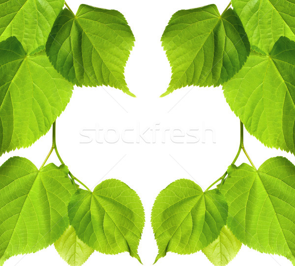 Frame of spring linden-tree leaves Stock photo © BSANI
