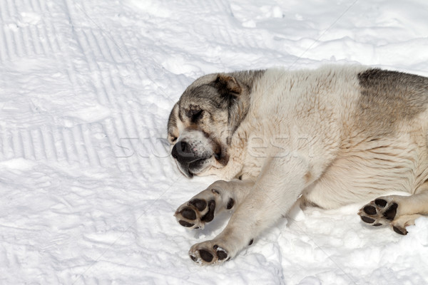 Dog sleeping on snow Stock photo © BSANI