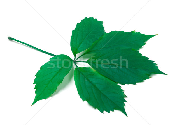 Green virginia creeper leaves on white background Stock photo © BSANI