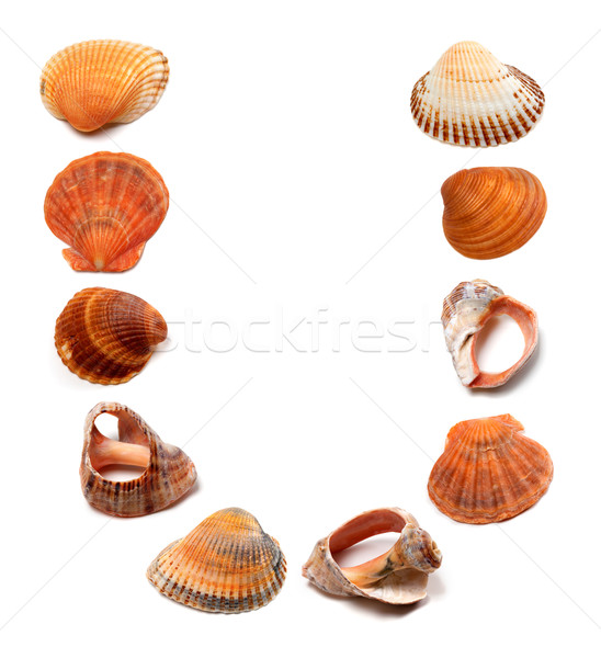 Letter U composed of seashells Stock photo © BSANI