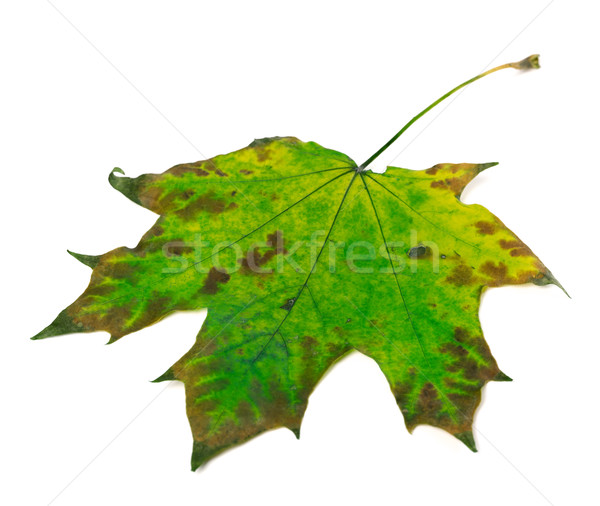 [[stock_photo]]: Feuille · d'érable · blanche · isolé · printemps · forêt · design