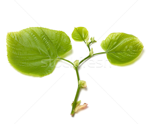 Green tilia leafs on white background. Stock photo © BSANI