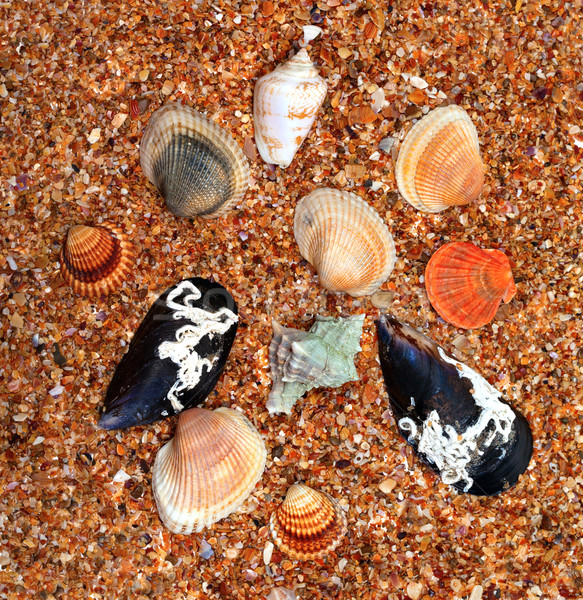 Kagylók homok napos idő felső kilátás természet Stock fotó © BSANI