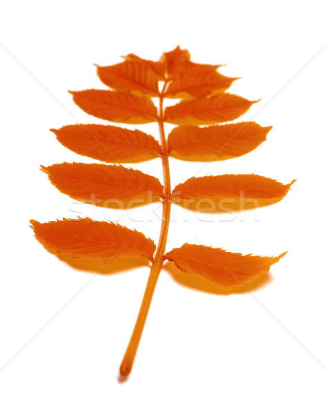 Autumn rowan leaves Stock photo © BSANI