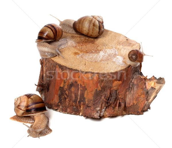 Snails on pine-tree stump Stock photo © BSANI