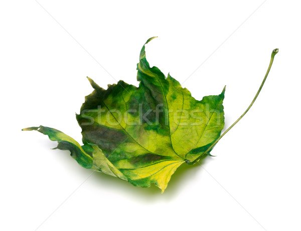 Stock photo: Yellowed maple leaf