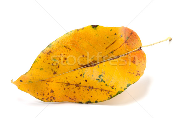 Yellowed autumn leaf. Close-up view. Stock photo © BSANI