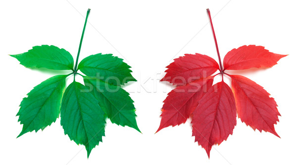 Stock photo: Red autumn and green virginia creeper leaves 