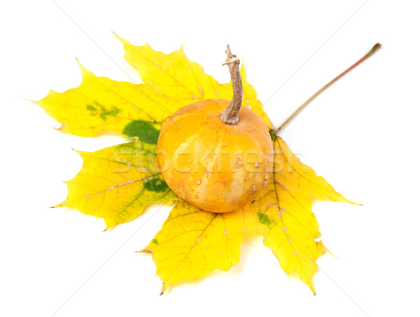 Small decorative pumpkin on yellowed autumn maple-leaf Stock photo © BSANI