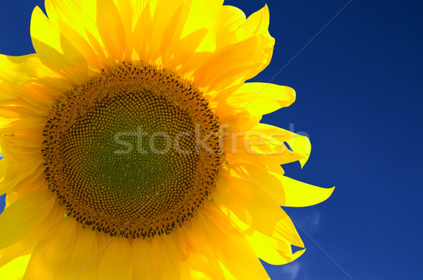 Galben floarea-soarelui Blue Sky cer floare Imagine de stoc © BSANI