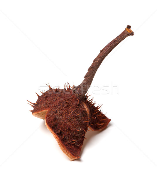 Horse-chestnut inside dry peel on branch Stock photo © BSANI