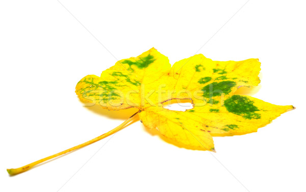 Autumn yellowed leaf with hole Stock photo © BSANI