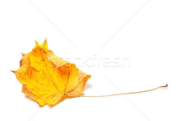 Autumn yellowed maple leaf Stock photo © BSANI