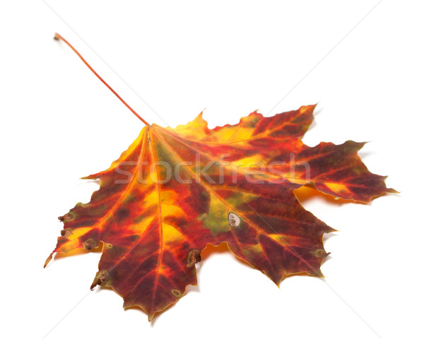 Stock photo: Autumn yellowed maple-leaf 