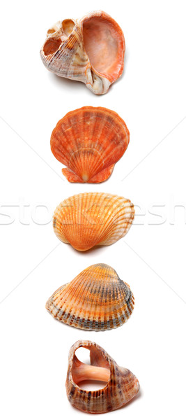 Letter I composed of seashells Stock photo © BSANI