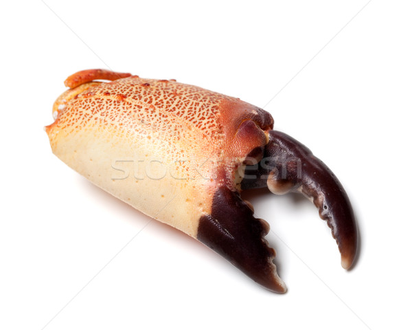 Stock photo: Boiled chela crab isolated on white background