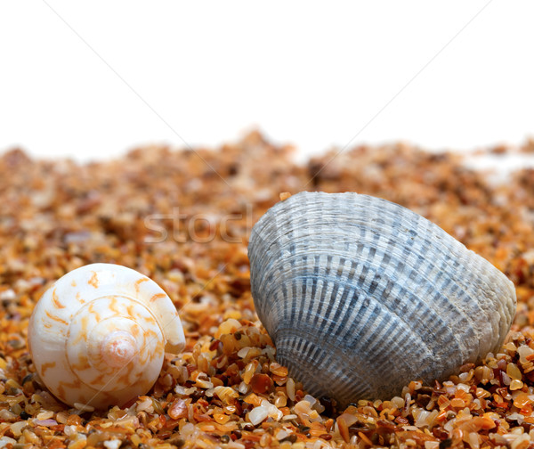 Two seashell on sand Stock photo © BSANI