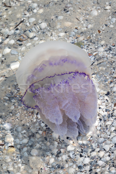 Jellyfish (Rhizostomae) in sea Stock photo © BSANI