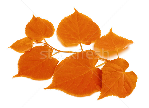 Autumn sprig of linden-tree Stock photo © BSANI
