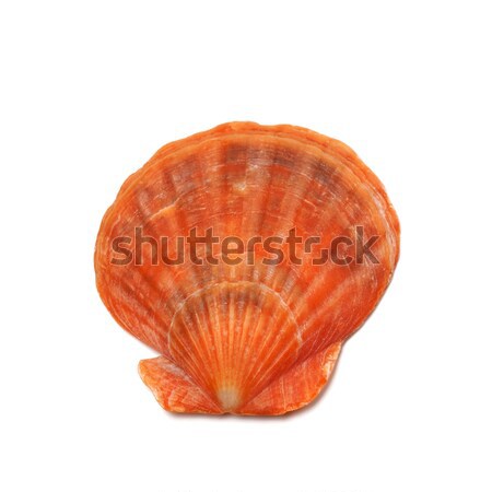 Scallop shell isolated on white background Stock photo © BSANI