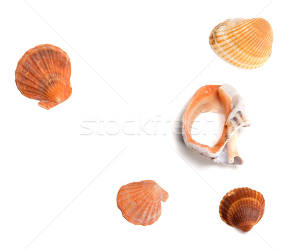 Seashells and broken rapana  Stock photo © BSANI