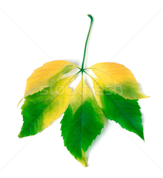 Multicolor virginia creeper leaves Stock photo © BSANI