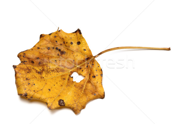 Autumn dry quaking aspen leaf Stock photo © BSANI