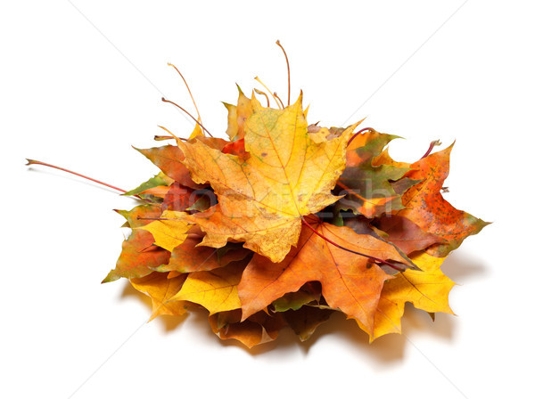 Stock fotó: Köteg · ősz · juhar · levelek · izolált · fehér