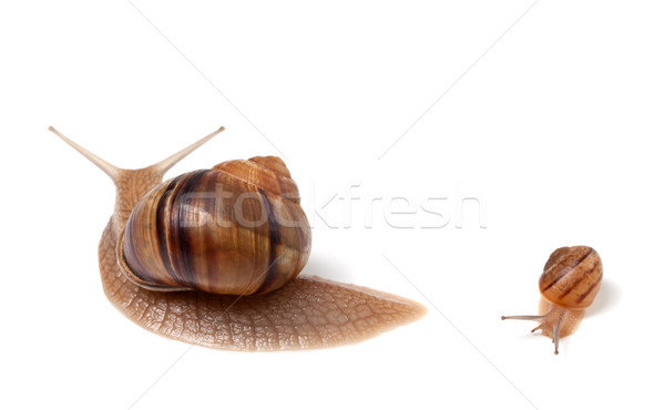Family of snails Stock photo © BSANI