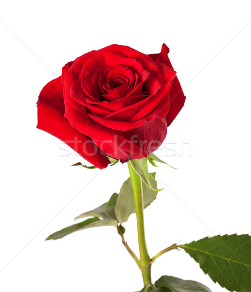 Red rose bud on white background Stock photo © BSANI