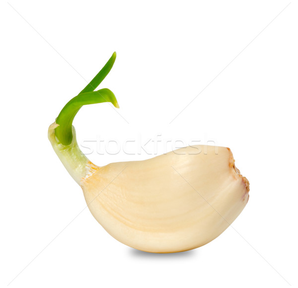 Sprouting clove of garlic Stock photo © BSANI