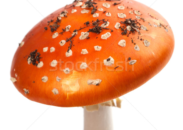 Ciupercă piese murdărie izolat alb Imagine de stoc © BSANI