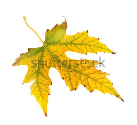 Autumn yellowed leaf Stock photo © BSANI