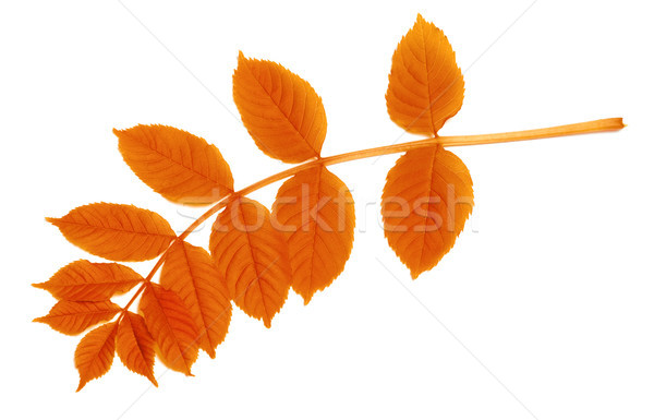 Autumnal leaf isolated on white  Stock photo © BSANI