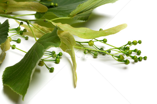 Green tilia sprig before blossom Stock photo © BSANI