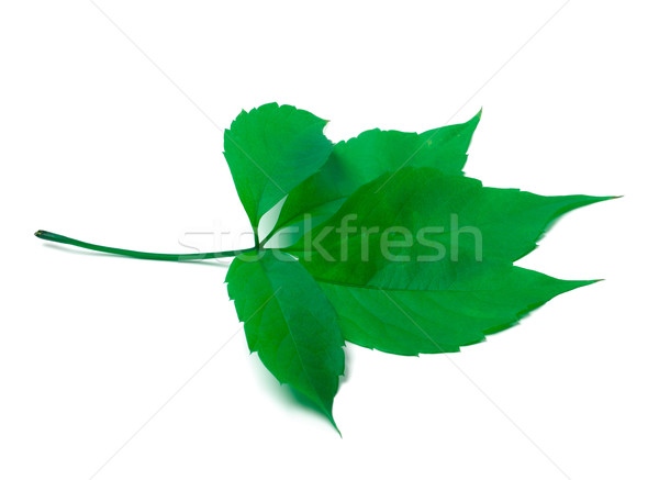 Green virginia creeper leaves on white background Stock photo © BSANI