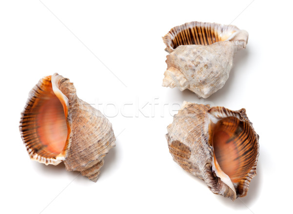 Stock photo: Three empty shells from rapana venosa