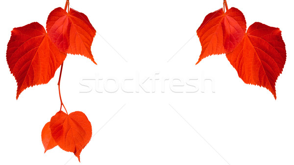 Red tilia leaves isolated on white background Stock photo © BSANI