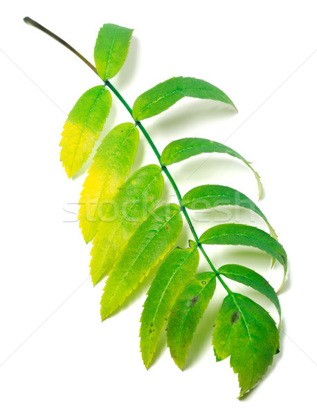 Multicolor rowan leaf Stock photo © BSANI