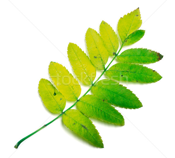 Rowan leaves on white Stock photo © BSANI