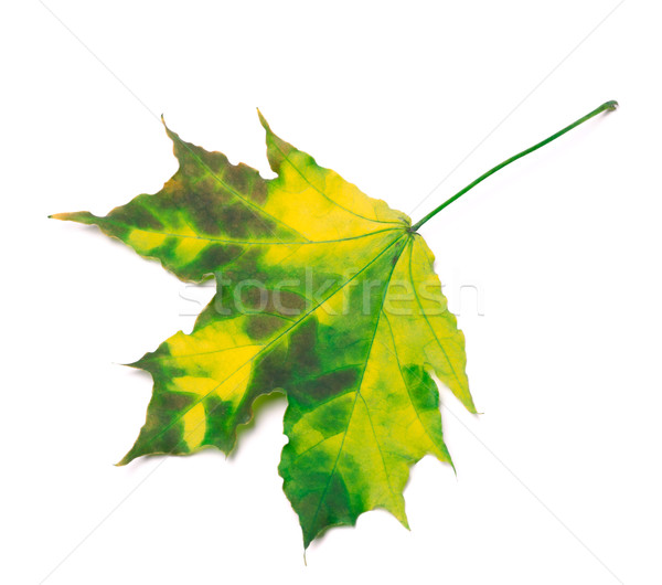Multicolor maple-leaf  Stock photo © BSANI