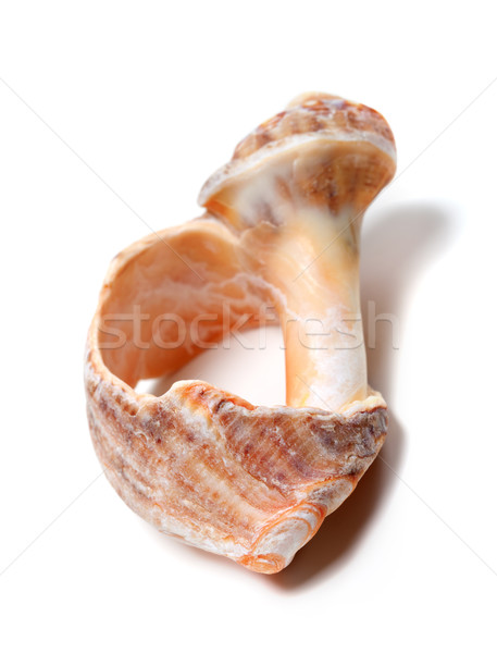 Broken rapana shell isolated on white background Stock photo © BSANI