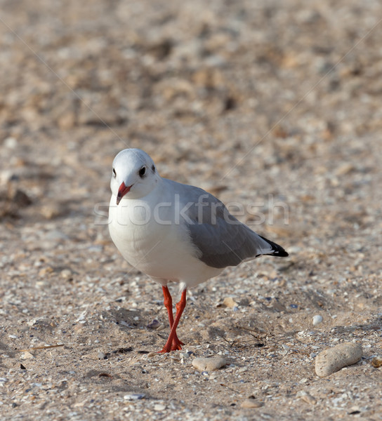 чайка ходьбе песок солнце день Сток-фото © BSANI