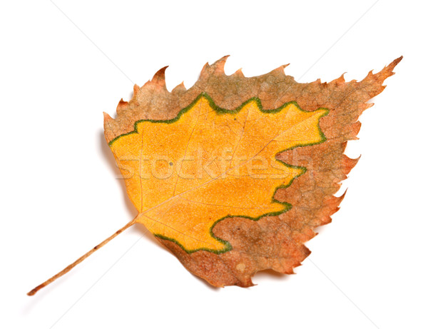Сток-фото: осень · береза · лист · изолированный · белый