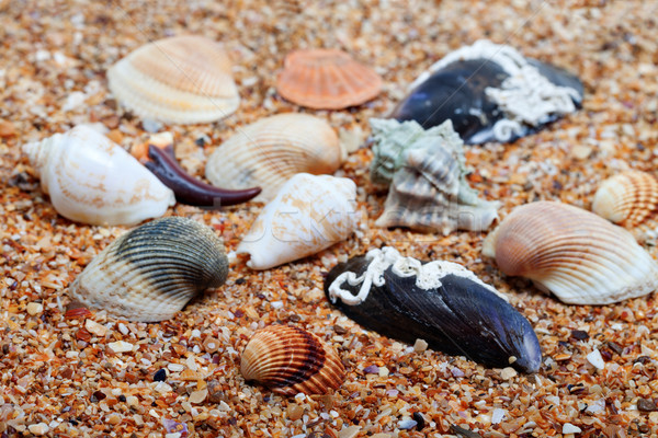 Schelpen zand selectieve aandacht natuur oceaan Stockfoto © BSANI