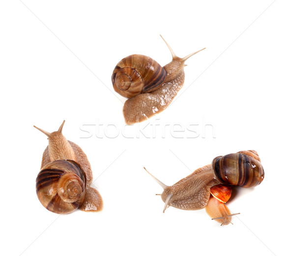 Family of snails on white background. Top view. Stock photo © BSANI